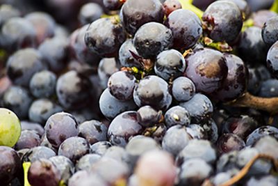 Circuit oenologique en France